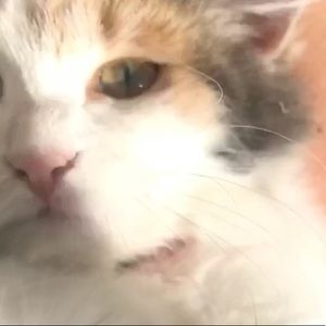 Meet your Posher, Omar